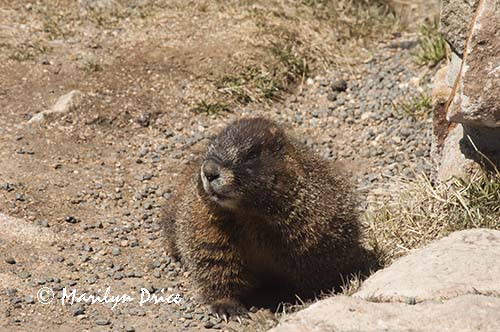 Yellow bellied marmot (Marmota flaviventris)