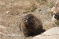Yellow bellied marmot (Marmota flaviventris)
