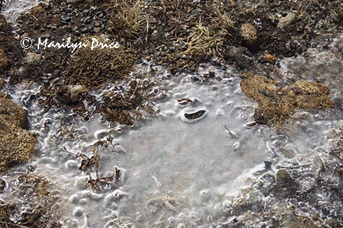 Ice at the side of Tundra Communities Trail, Rocky Mountain National Park, CO
