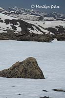 Ice field and rocks and mountains, Tundra Communities Trail, Rocky Mountain National Park, CO