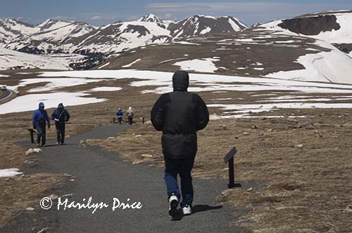 Carl fights the heavy winds descending the Tundra Communities Trail, Rocky Mountain National Park, CO