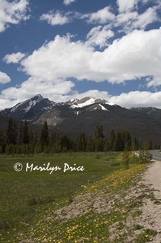 Road, dandelions, and mountains, Rocky Mountain National Park, CO