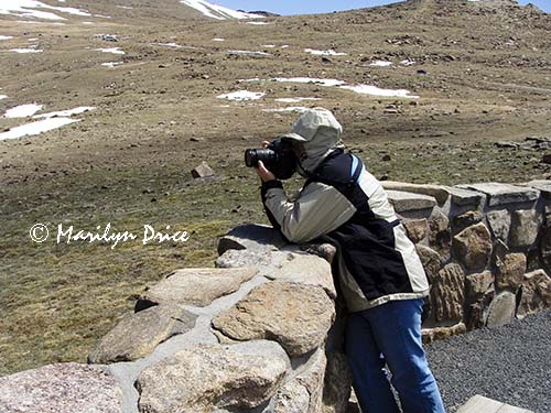 Marilyn shoots something from Forest Canyon Overlook, Rocky Mountain National Park, CO