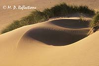 Sand dunes at the ocean, Cape Sebastian, OR