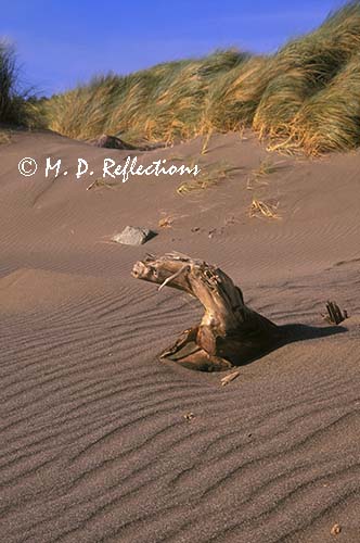 Sand dunes and driftwood, near Cape Sebastian, OR