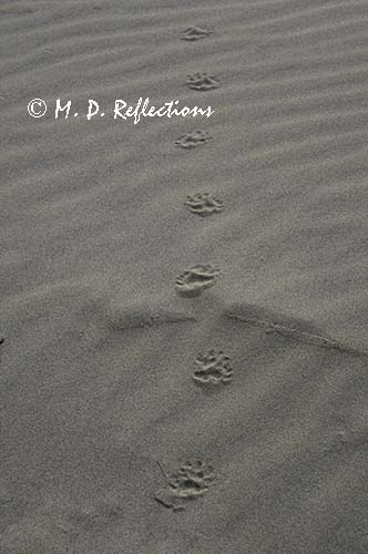 Animal tracks in the sand