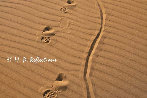 Footprints in the sand