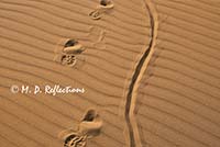 Footprints in the sand
