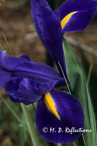 Japanese iris