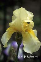 Yellow bearded iris