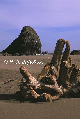 A piece of driftwood on Harris Beach, OR