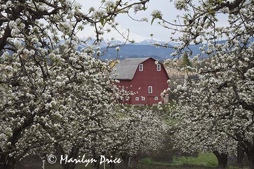 Pear orchard, red barn, and Mt. Hood in spring near Hood River, OR