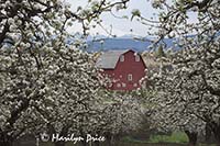Pear orchard, red barn, and Mt. Hood in spring near Hood River, OR