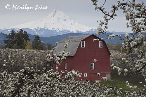 Pear orchard, red barn, and Mt. Hood in spring near Hood River, OR