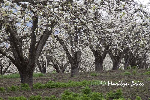 Pear orchard in spring