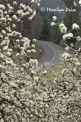 Pear orchard and country road in spring
