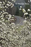 Pear orchard and country road in spring