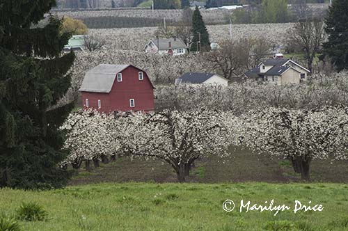 Pear orchard and red barn in spring