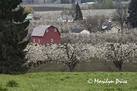 Pear orchard and red barn in spring