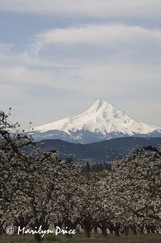 Pear orchard and Mt. Hood in spring near Hood River, OR