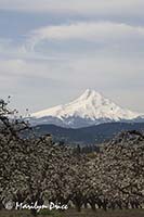 Pear orchard and Mt. Hood in spring near Hood River, OR
