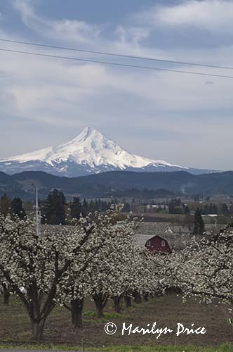Pear orchard and Mt. Hood in spring near Hood River, OR