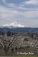 Pear orchard and Mt. Hood in spring near Hood River, OR