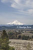 Mt. Hood rises over the farmland near Hood River, OR