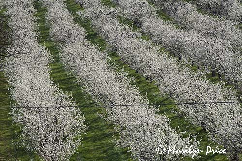 Pear orchard in spring