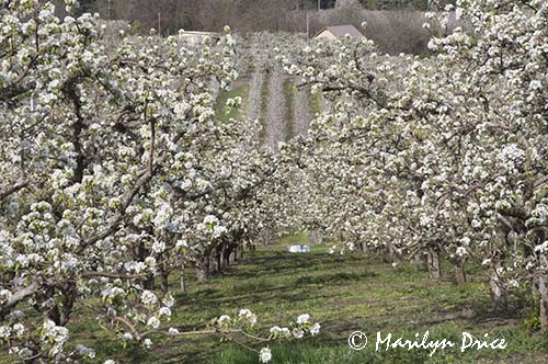 Pear orchard in spring