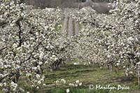 Pear orchard in spring