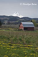 Mt. Hood and a red barn near Hood River, OR