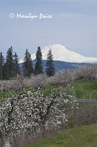 Mt. Adams and a pear orchard near Hood River, OR