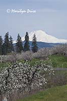 Mt. Adams and a pear orchard near Hood River, OR