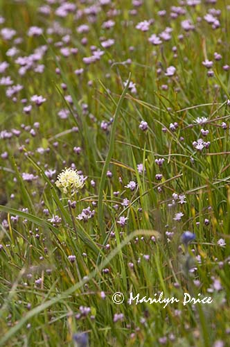 Wildflowers near Catherine Creek, near Lyle, WA