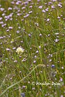 Wildflowers near Catherine Creek, near Lyle, WA