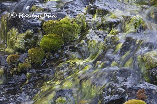 Stream and moss, Catherine Creek, near Lyle, WA