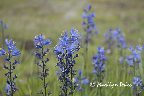 Wildflowers near Catherine Creek, near Lyle, WA