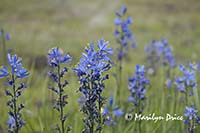 Wildflowers near Catherine Creek, near Lyle, WA