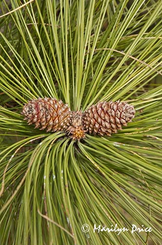 Spring pine cones