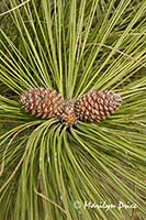 Spring pine cones