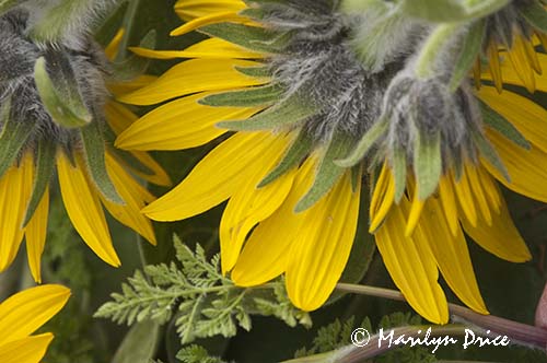 Arrow leaf balsamroot