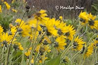 Arrow leaf balsamroot