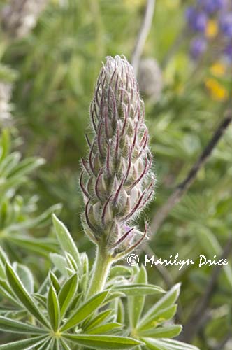 Lupine bud