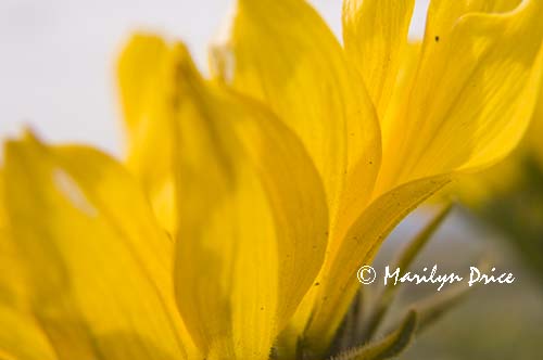 Arrow leaf balsamroot