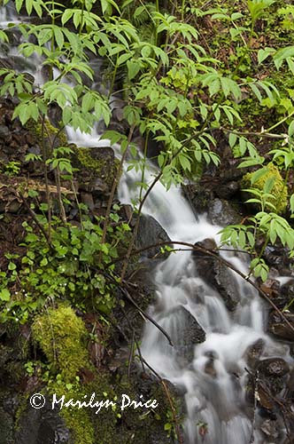 Small waterfall near Multnomah Falls, Columbia River Gorge, OR