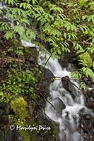 Small waterfall near Multnomah Falls, Columbia River Gorge, OR