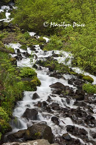 Cascades in stream below Wahkeena Falls, Columbia River Gorge, WA