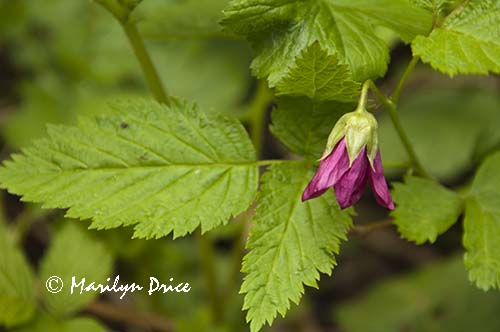 Salmonberry (Rubus spectabilis) blossom