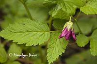 Salmonberry (Rubus spectabilis) blossom